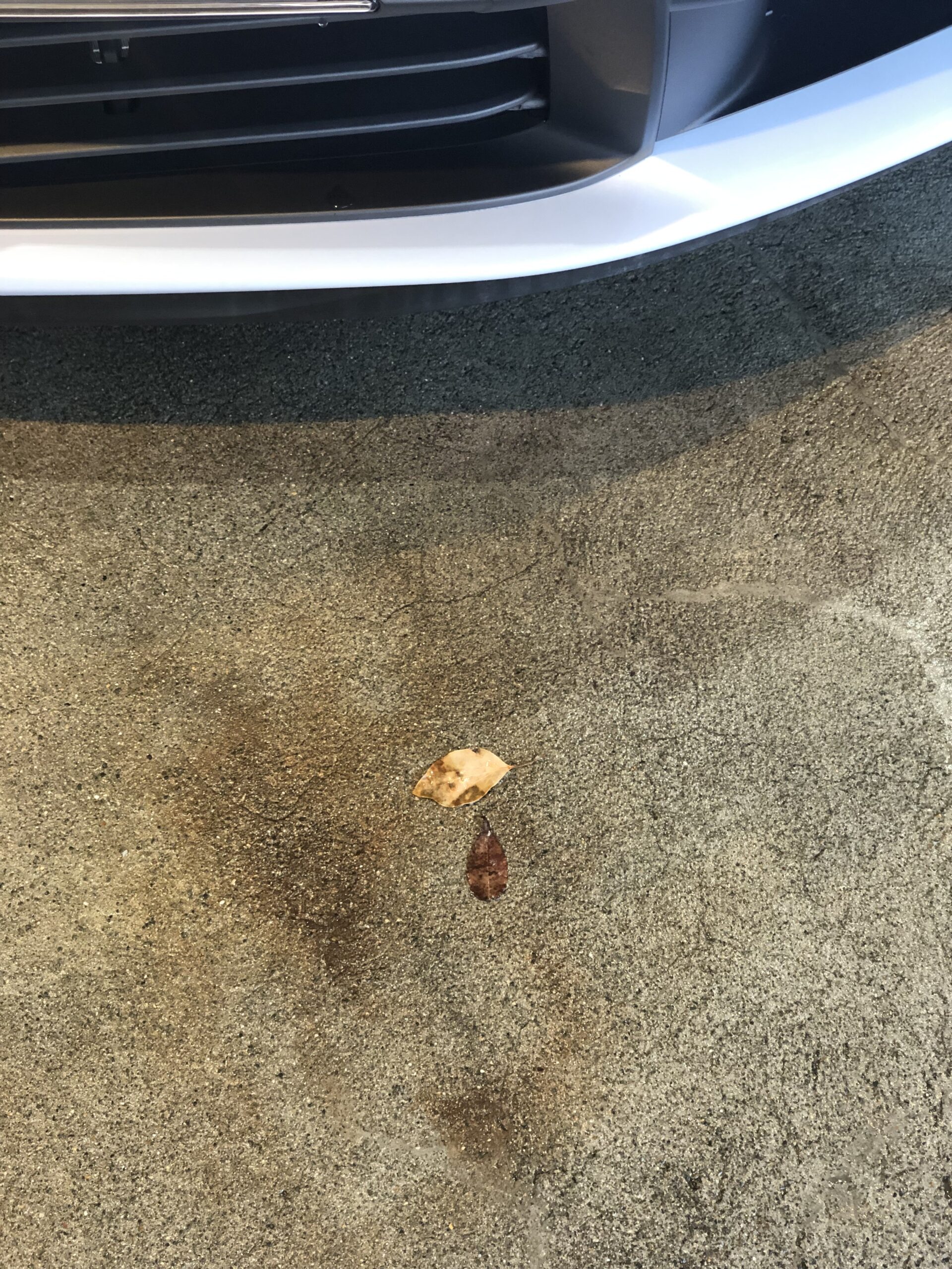 ポルシェ 911 カレラS ロアグリルから出てきた枯れ葉